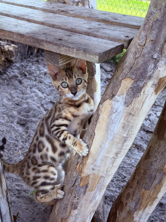 Bengal Extravaganza photo 8