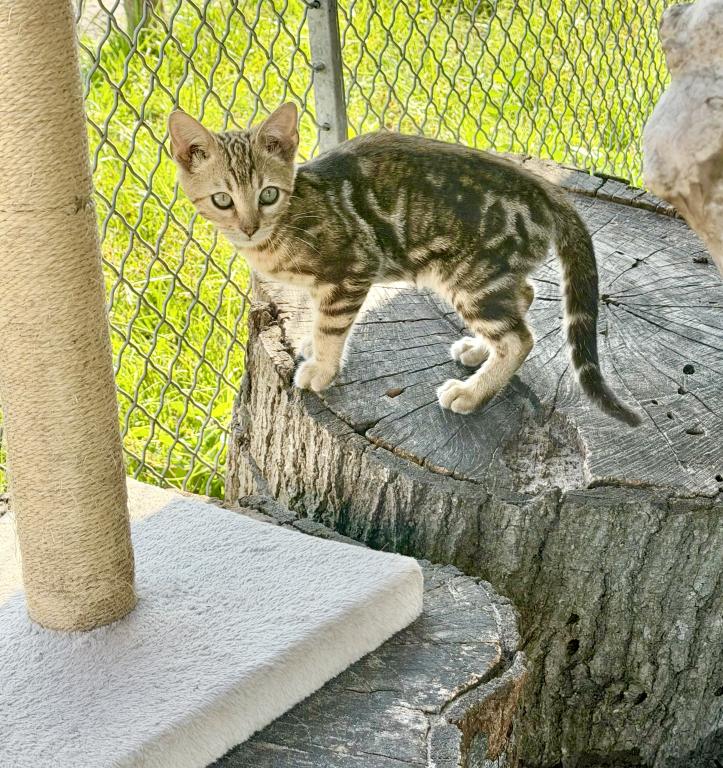 Bengal Extravaganza photo 3