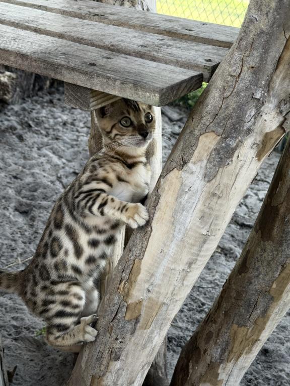 Bengal Extravaganza photo 10
