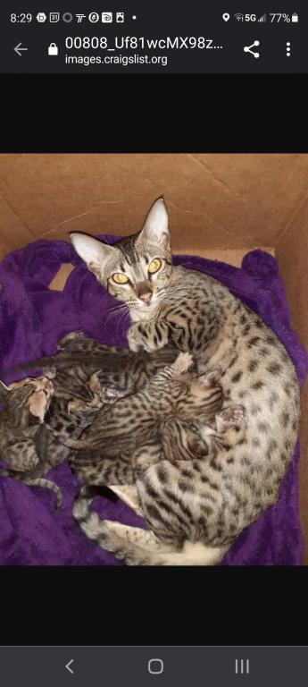 F3  F4  F5  Savannah Kittens photo 12