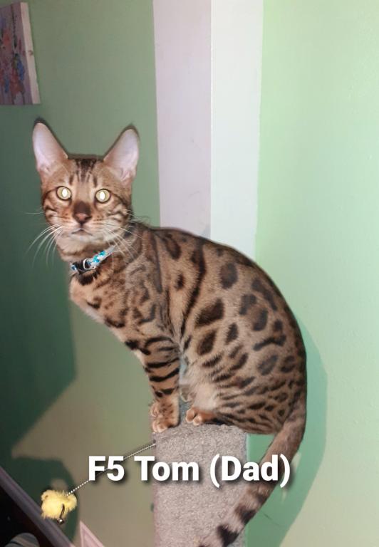 F3  F4  F5  Savannah Kittens photo 14