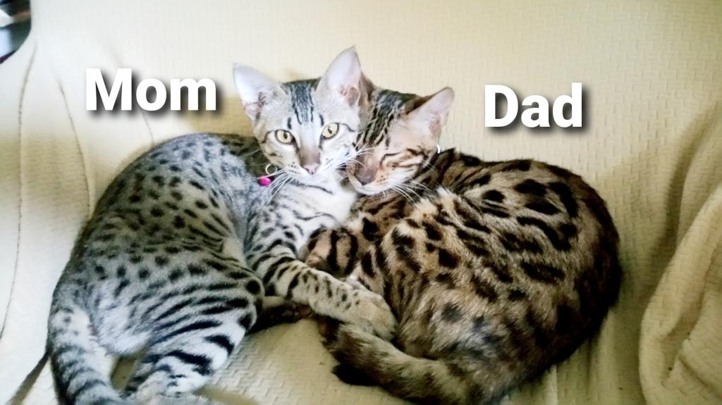 F3  F4  F5  Savannah Kittens photo 15