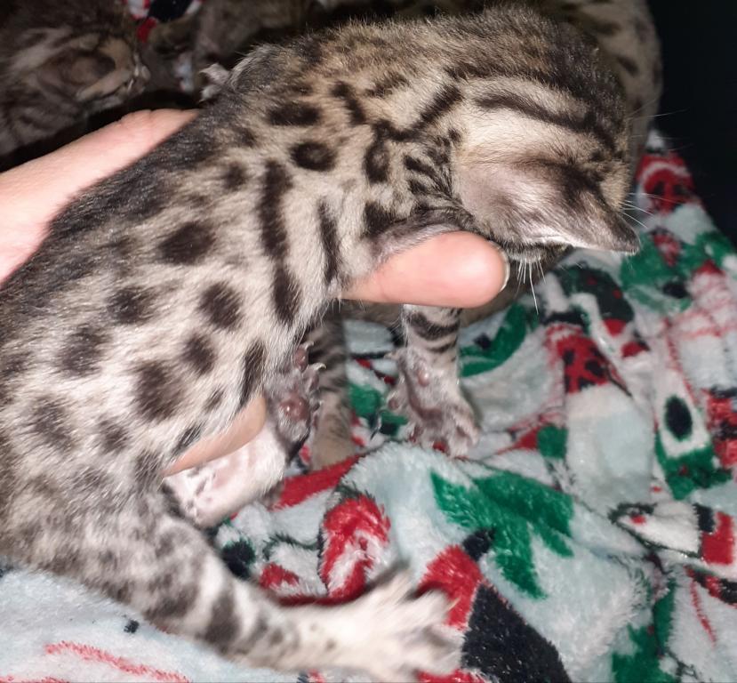 F3  F4  F5  Savannah Kittens photo 13