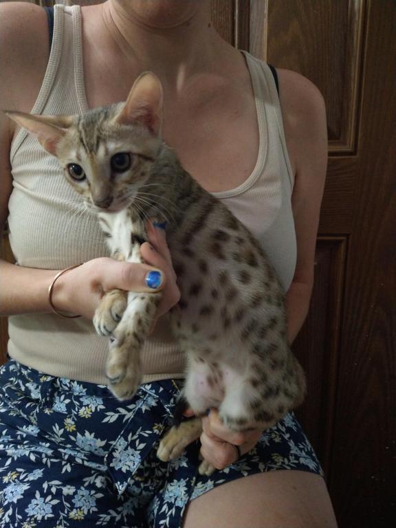 F3  F4  F5  Savannah Kittens photo 11