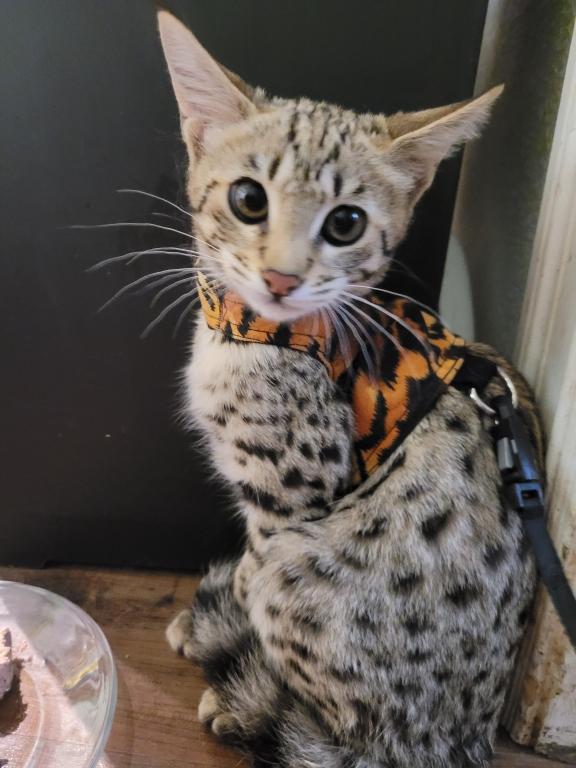 F3  F4  F5  Savannah Kittens photo 2