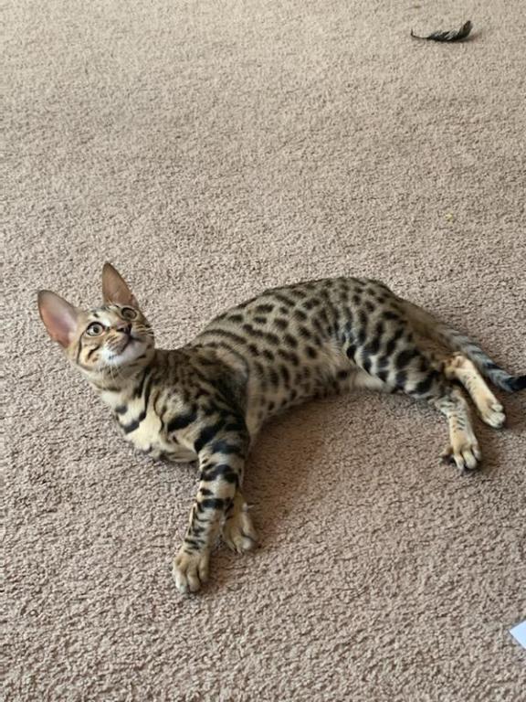 F3  F4  F5  Savannah Kittens photo 4