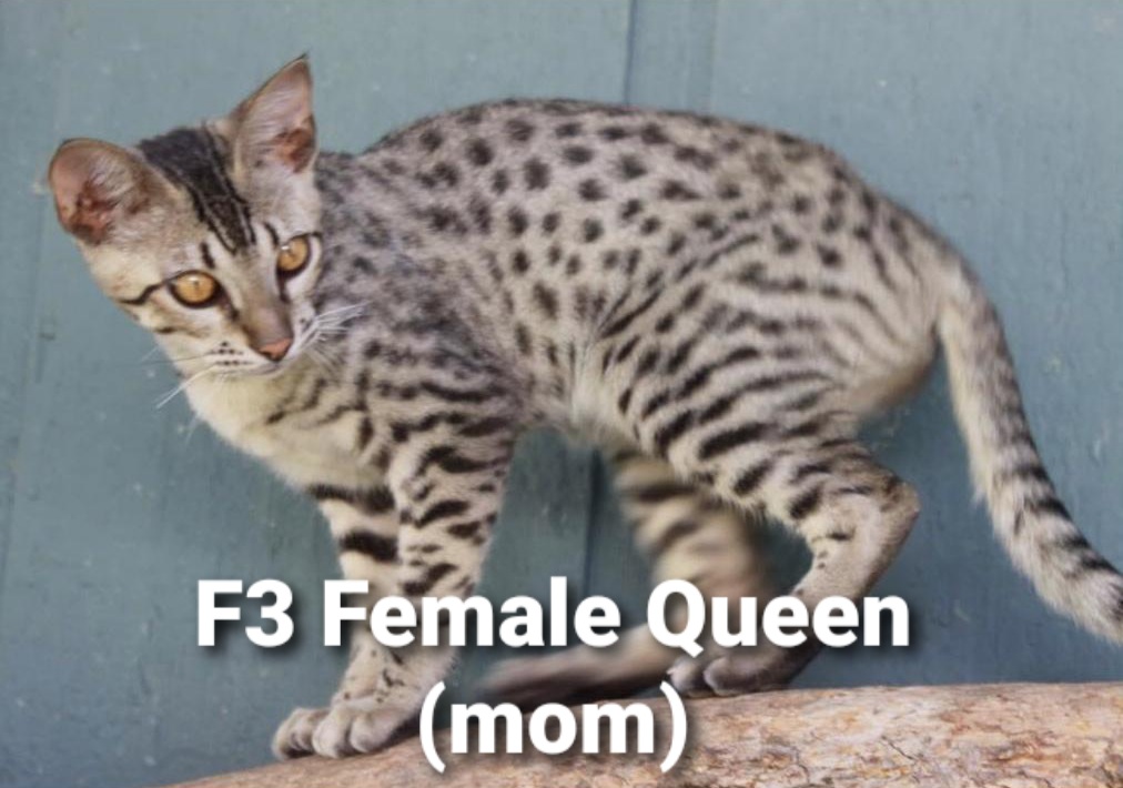 F3  F4  F5  Savannah Kittens photo 18