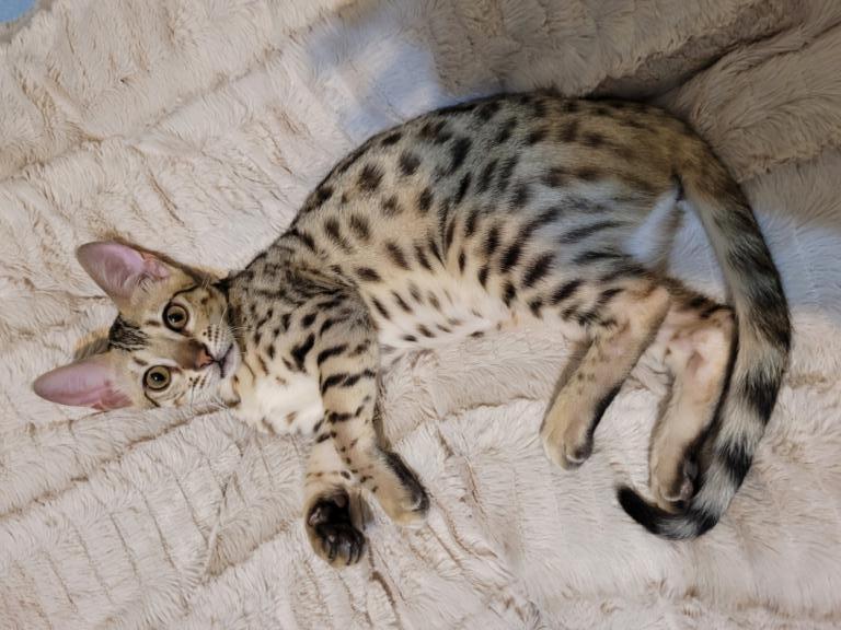 F3  F4  F5  Savannah Kittens
