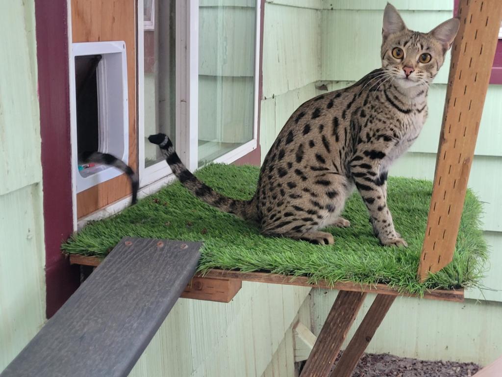 F3  F4  F5  Savannah Kittens photo 6