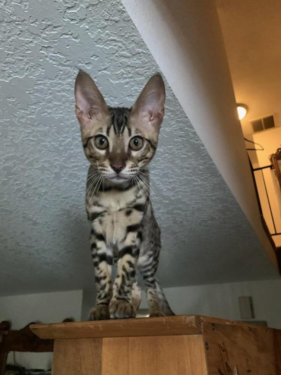F3  F4  F5  Savannah Kittens photo 5
