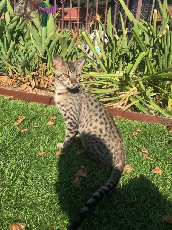F3  F4  F5  Savannah Kittens photo 17