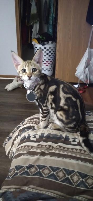 F3  F4  F5  Savannah Kittens photo 7