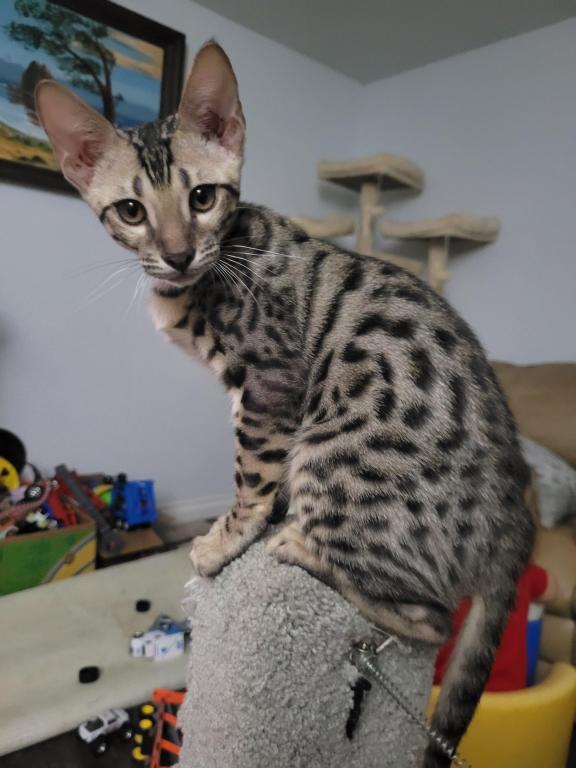 F3  F4  F5  Savannah Kittens photo 9
