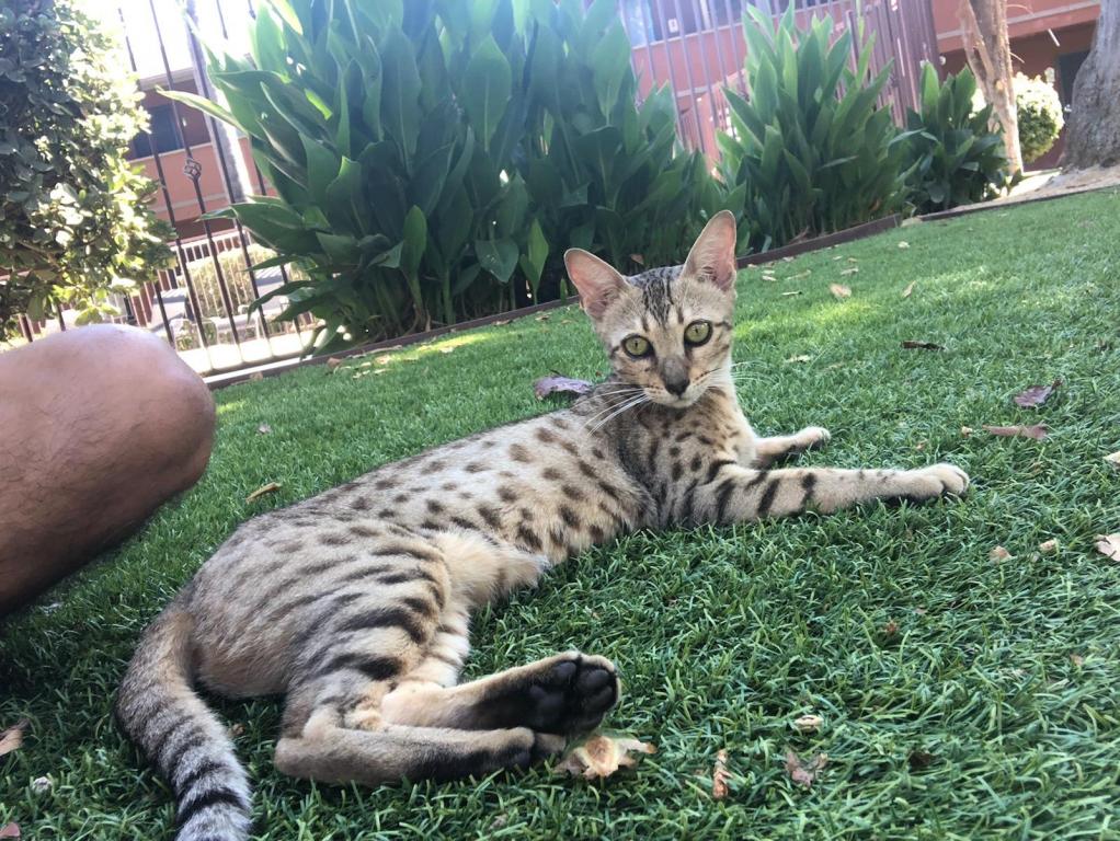 F3  F4  F5  Savannah Kittens photo 16