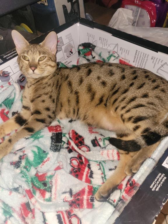 F3  F4  F5  Savannah Kittens photo 10