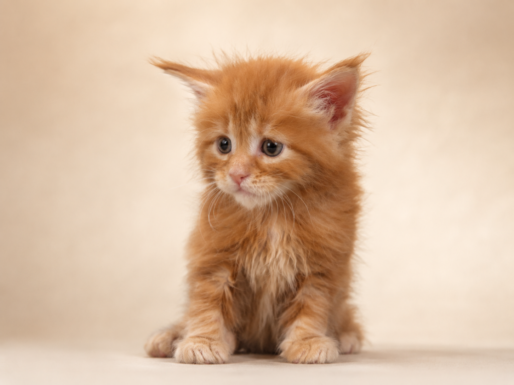 Meet Sunny Classic European Type Maine Coon Boy photo 2