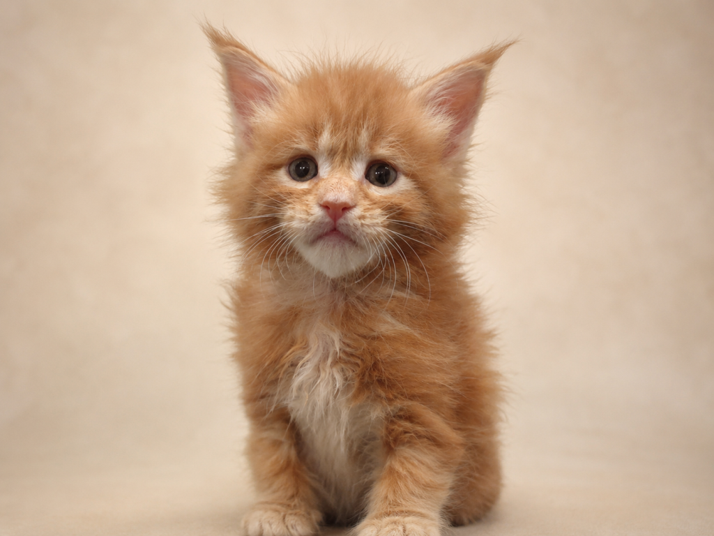 Meet Sunny Classic European Type Maine Coon Boy photo 6