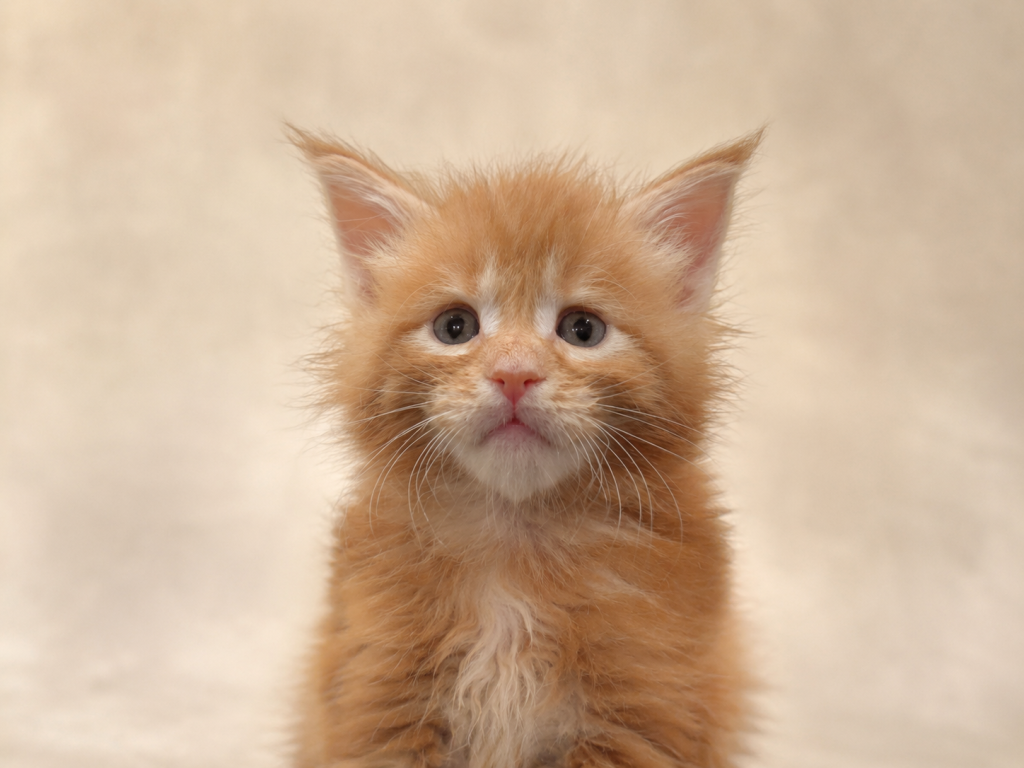 Meet Sunny Classic European Type Maine Coon Boy photo 5