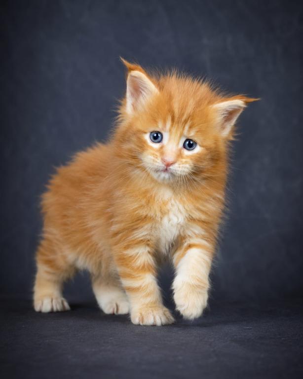 Meet Sunny Classic European Type Maine Coon Boy photo 13