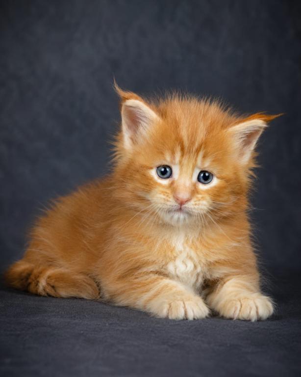 Meet Sunny Classic European Type Maine Coon Boy photo 15