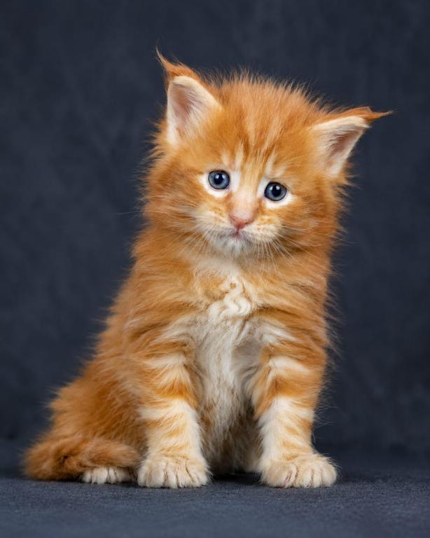 Meet Sunny Classic European Type Maine Coon Boy photo 14