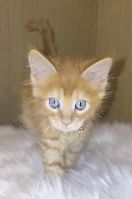 XXL Size European Maine Coon Kitten Strong Bones photo 6