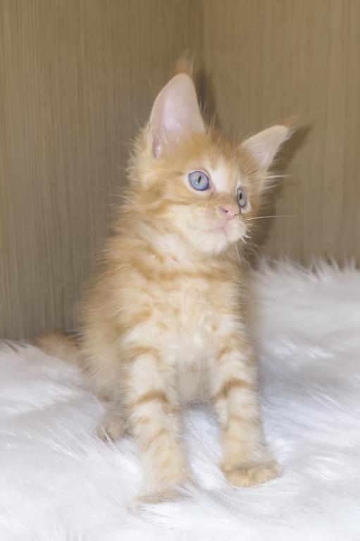 XXL Size European Maine Coon Kitten Strong Bones photo 11