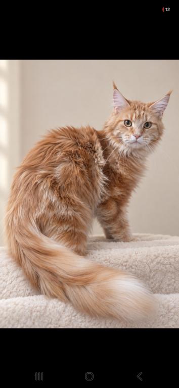 XXL Size European Maine Coon Kitten Strong Bones photo 4