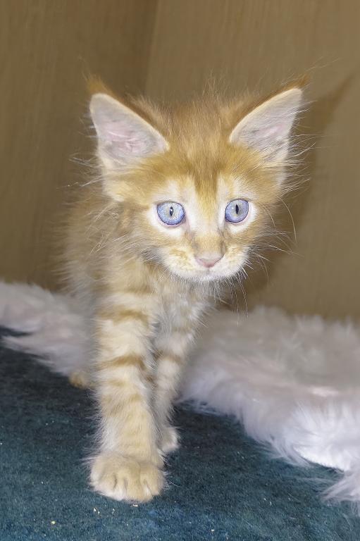 XXL Size European Maine Coon Kitten Strong Bones photo 12