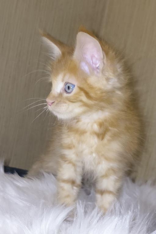 XXL Size European Maine Coon Kitten Strong Bones photo 8
