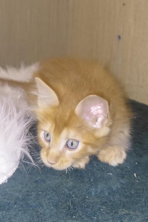 XXL Size European Maine Coon Kitten Strong Bones photo 14