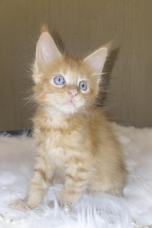 XXL Size European Maine Coon Kitten Strong Bones photo 16