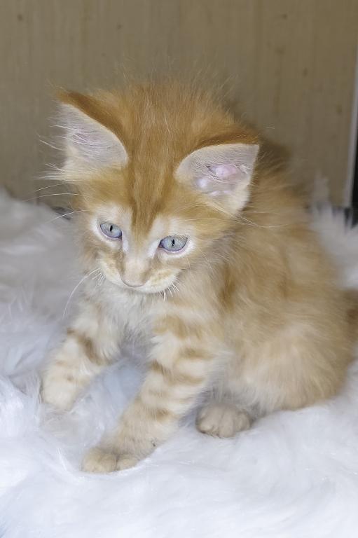 XXL Size European Maine Coon Kitten Strong Bones photo 5