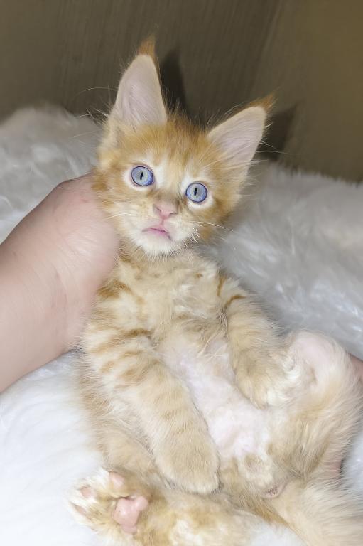 XXL Size European Maine Coon Kitten Strong Bones photo 9