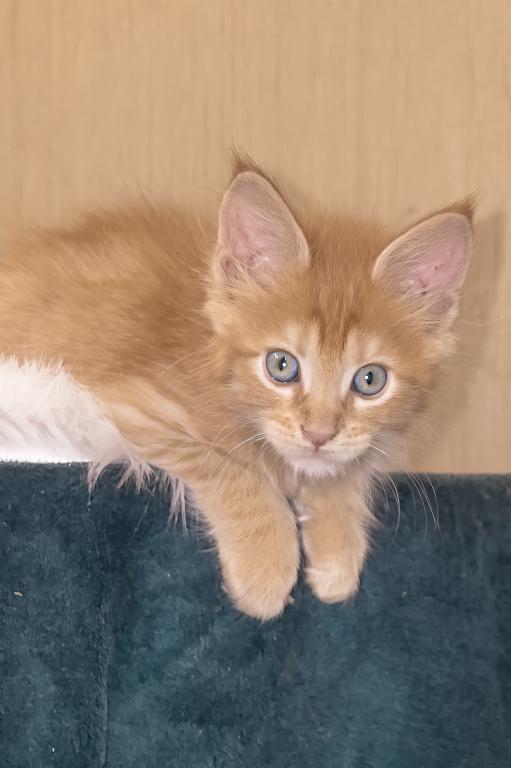 XXL Size European Maine Coon Kitten Strong Bones photo 15