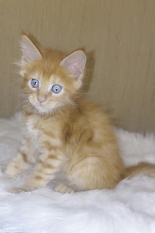 XXL Size European Maine Coon Kitten Strong Bones photo 7