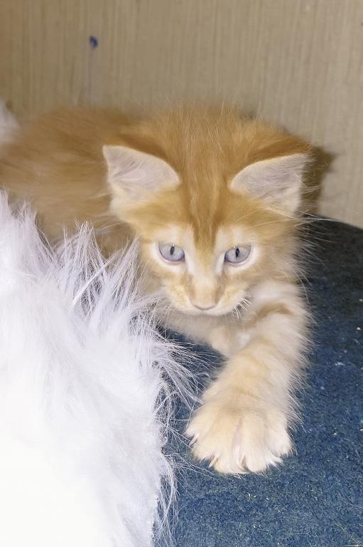 XXL Size European Maine Coon Kitten Strong Bones photo 13