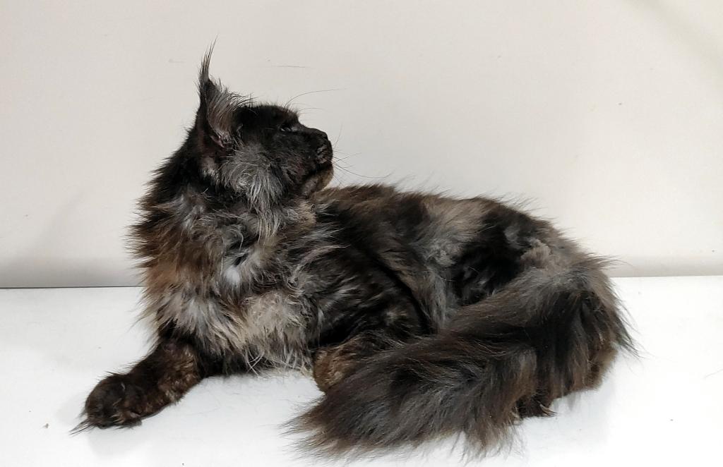 XXL Size European Maine Coon Kitten Strong Bones photo 3