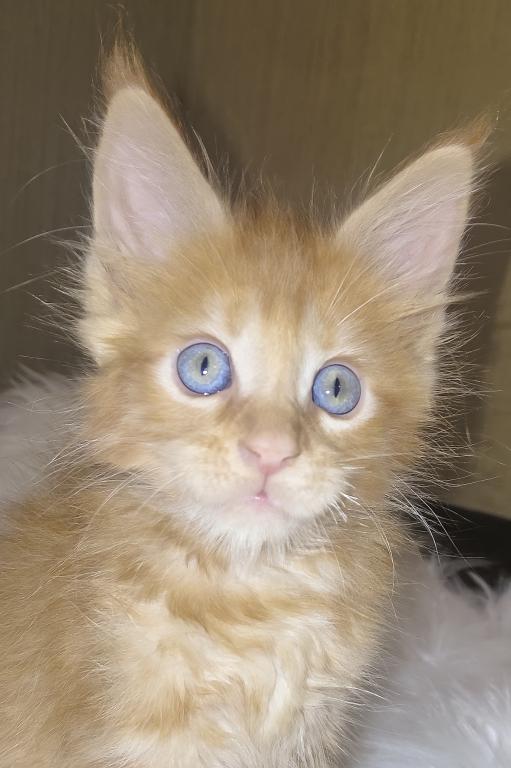 XXL Size European Maine Coon Kitten Strong Bones photo 1