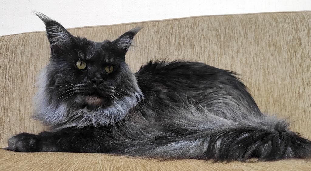 XXL Size European Maine Coon Kitten Strong Bones photo 2
