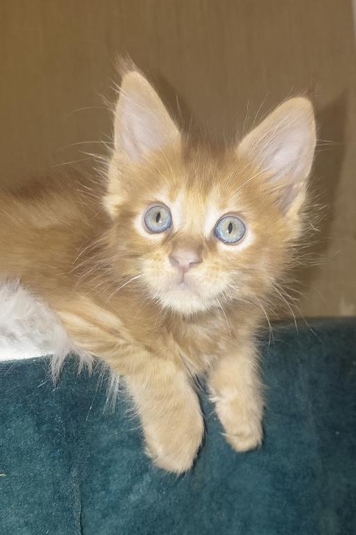 XXL Size European Maine Coon Kitten Strong Bones photo 10