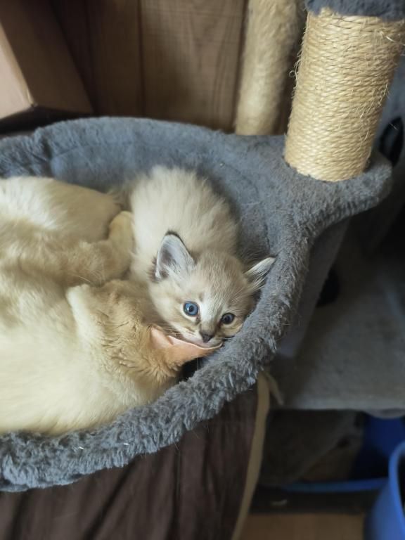Color Point Siamese photo 4