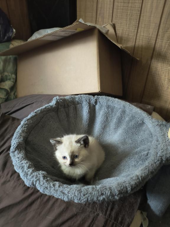 Color Point Siamese photo 1