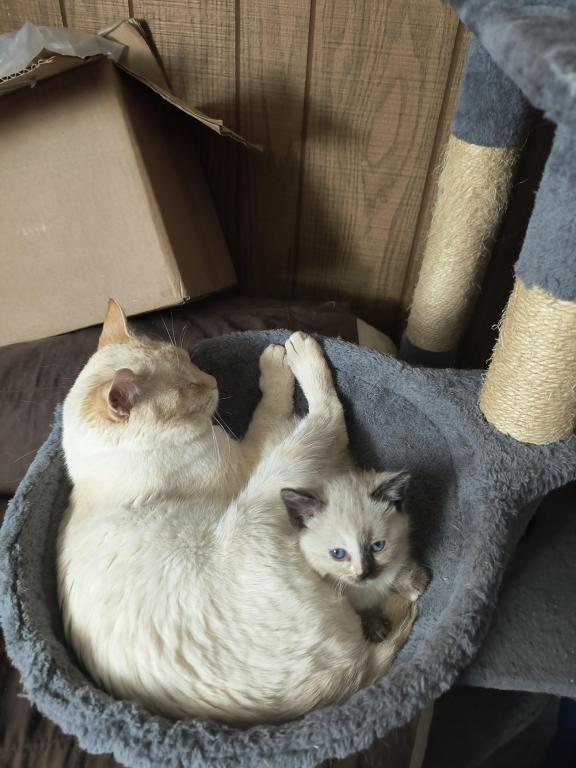 Color Point Siamese photo 2