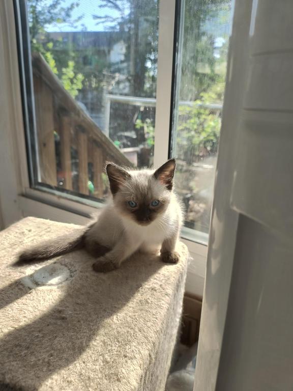 Color Point Siamese photo 3