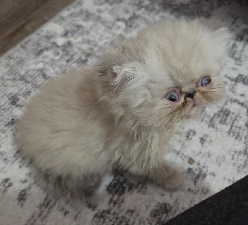 Blue Point Himalayan