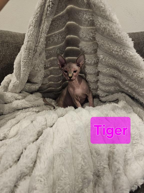 Tiger And Stripes And Elf photo 3