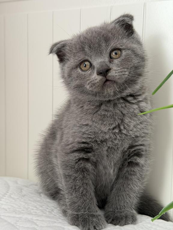 Ralph photo 6