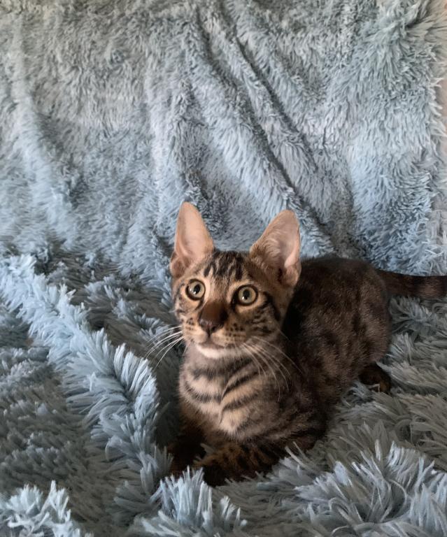F 6 SAVANNAH Brazen photo 5
