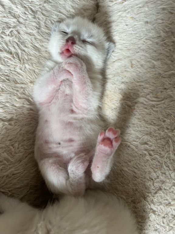 Siamese photo 2